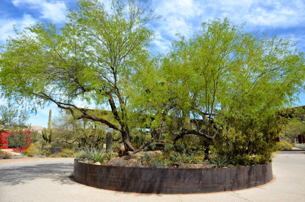 Southwestern Sustainable Landscapes