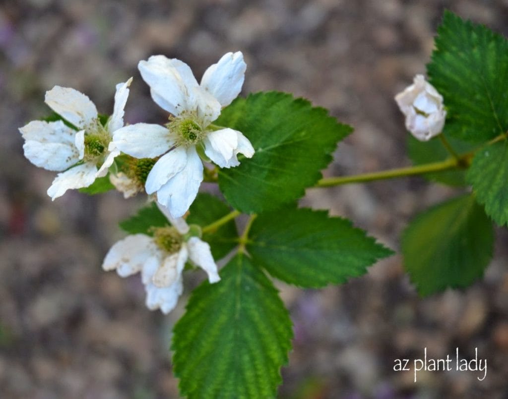 Blackberry flowers