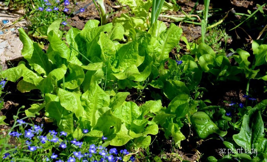 leaf lettuce