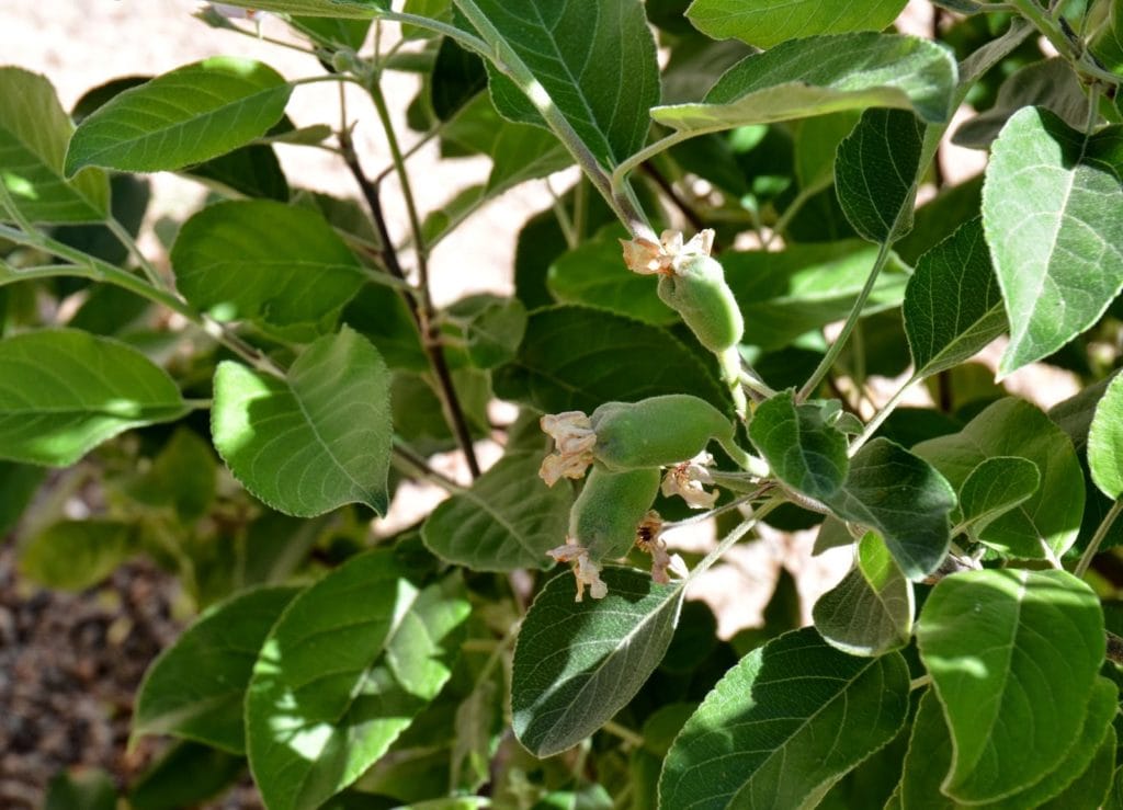 small apples forming