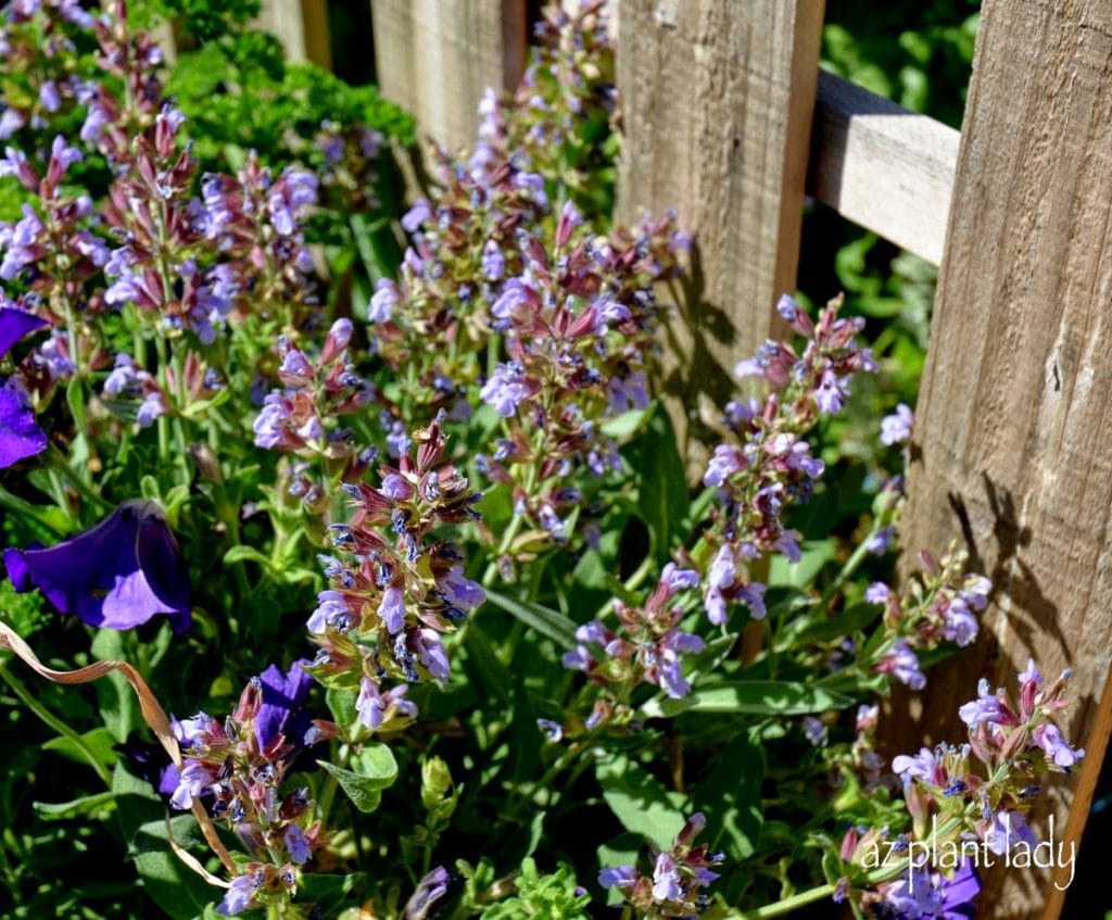 Flowering Sage