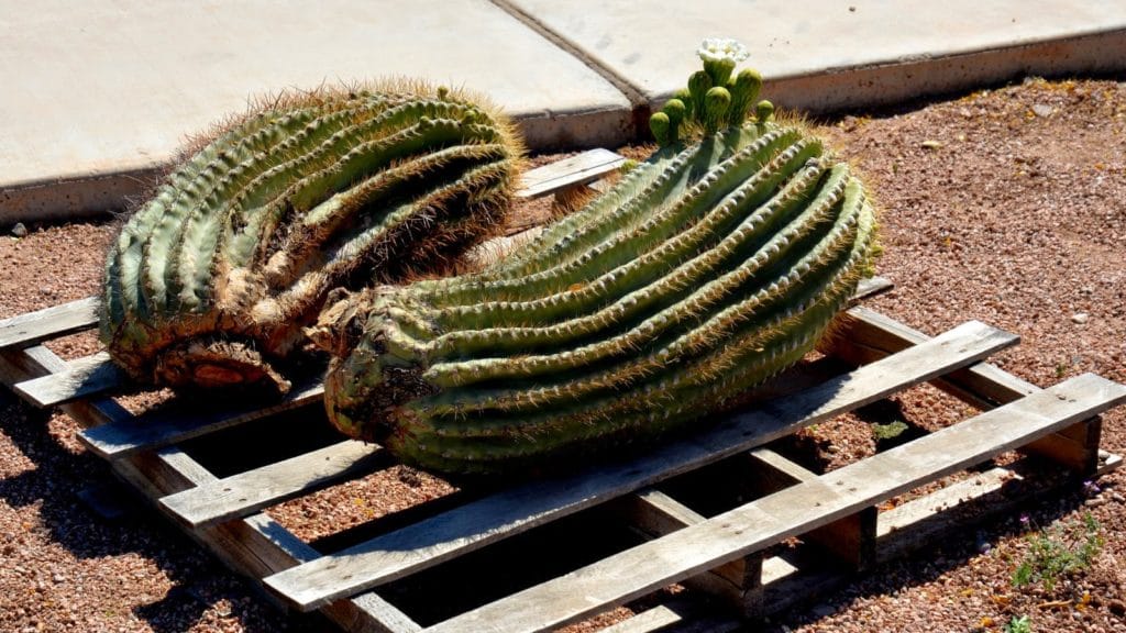 saguaro laying on a pallet