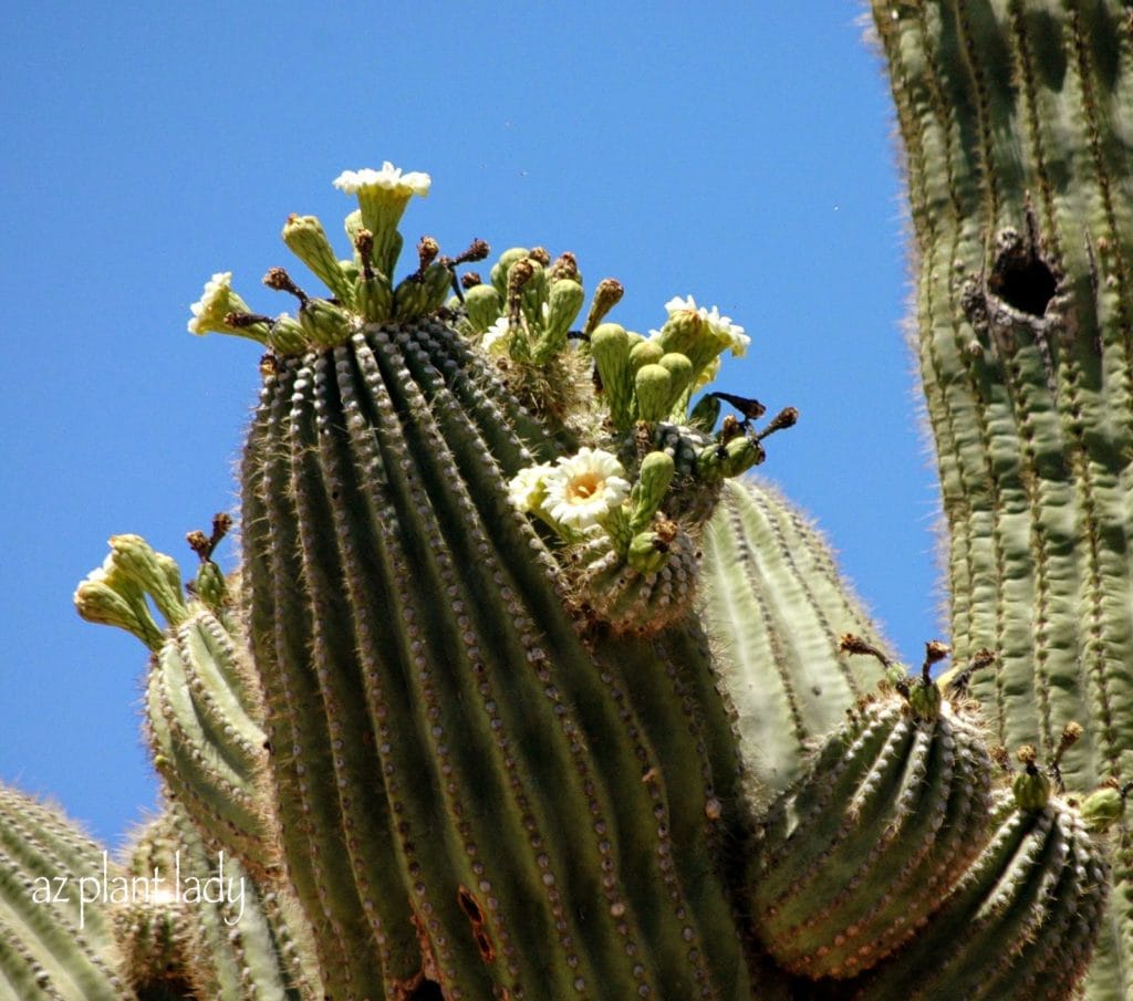 Heavily cropped photo of a saguaro blossom