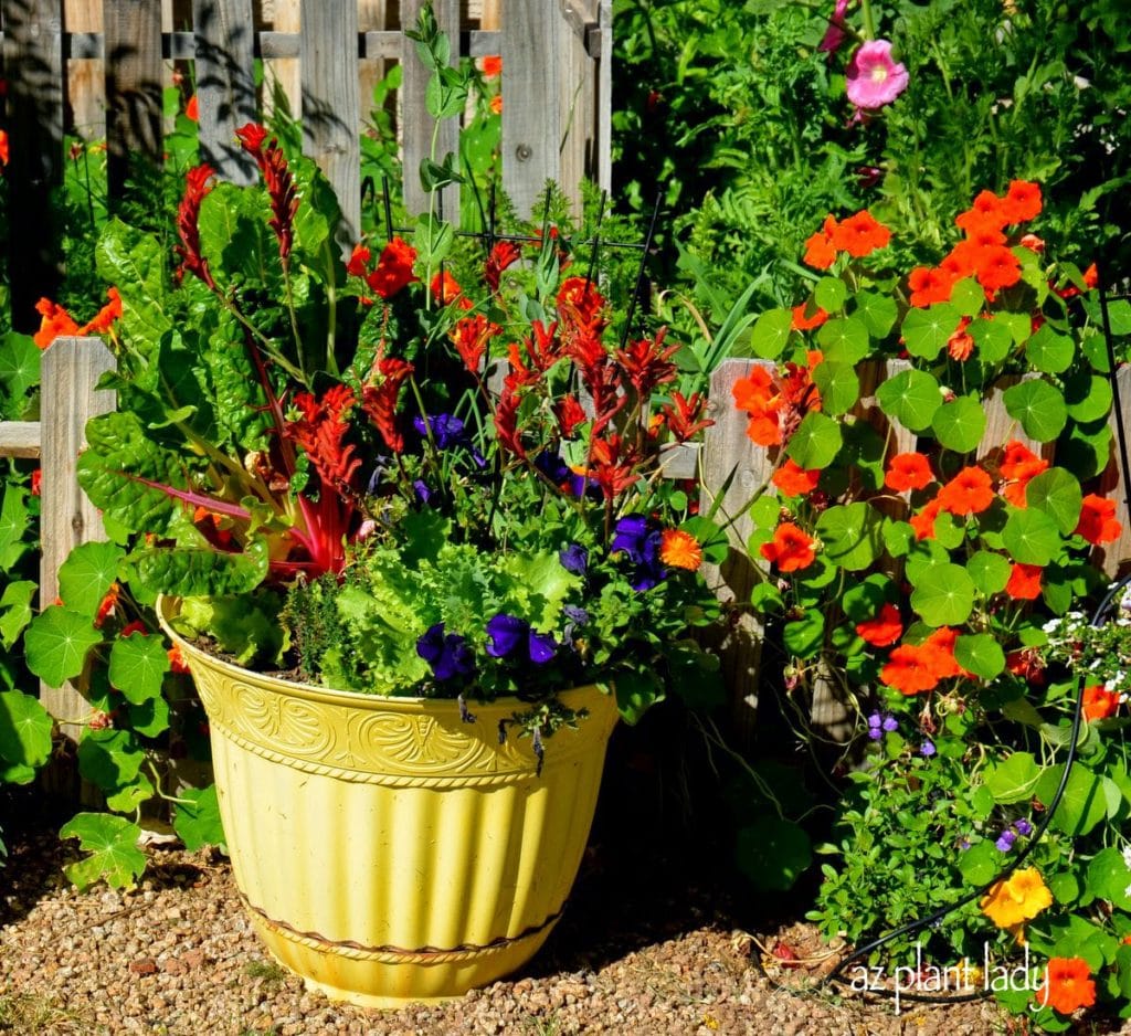 My First Edible Garden 4 Years Later