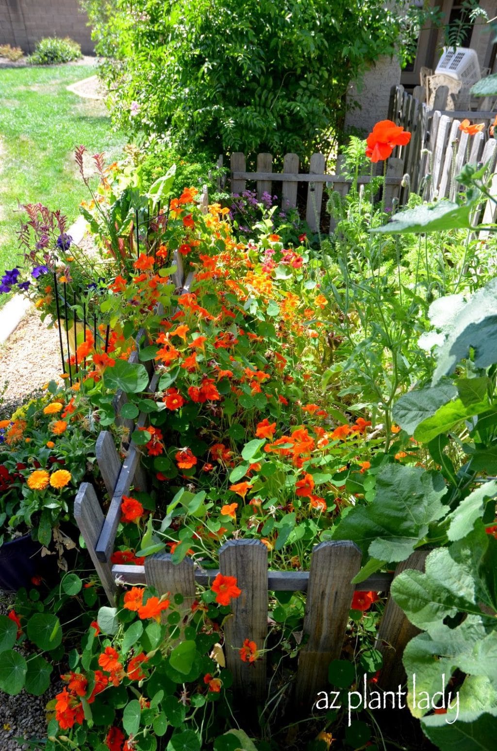 Nasturtiums 