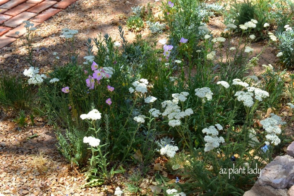 The Gardens of Bisbee