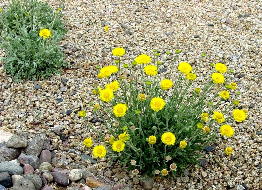 Desert Marigold (Baileya multiradiata)