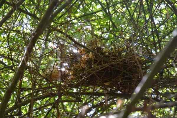  bird's nest on World's Largest Rosebush 