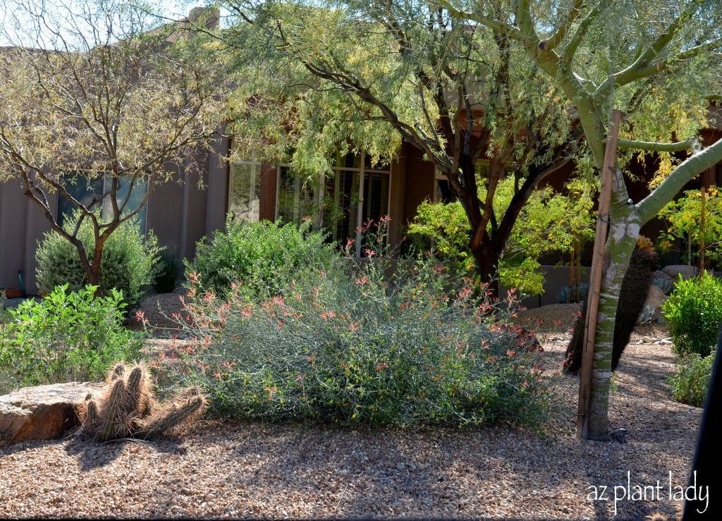 Red flowering Chuparosa, growing underneath native mesquite and foothills palo verde trees.  A hedgehog cactus grows by a large boulder.  Mexican bird-of-paradise, trained as trees are growing in the background.