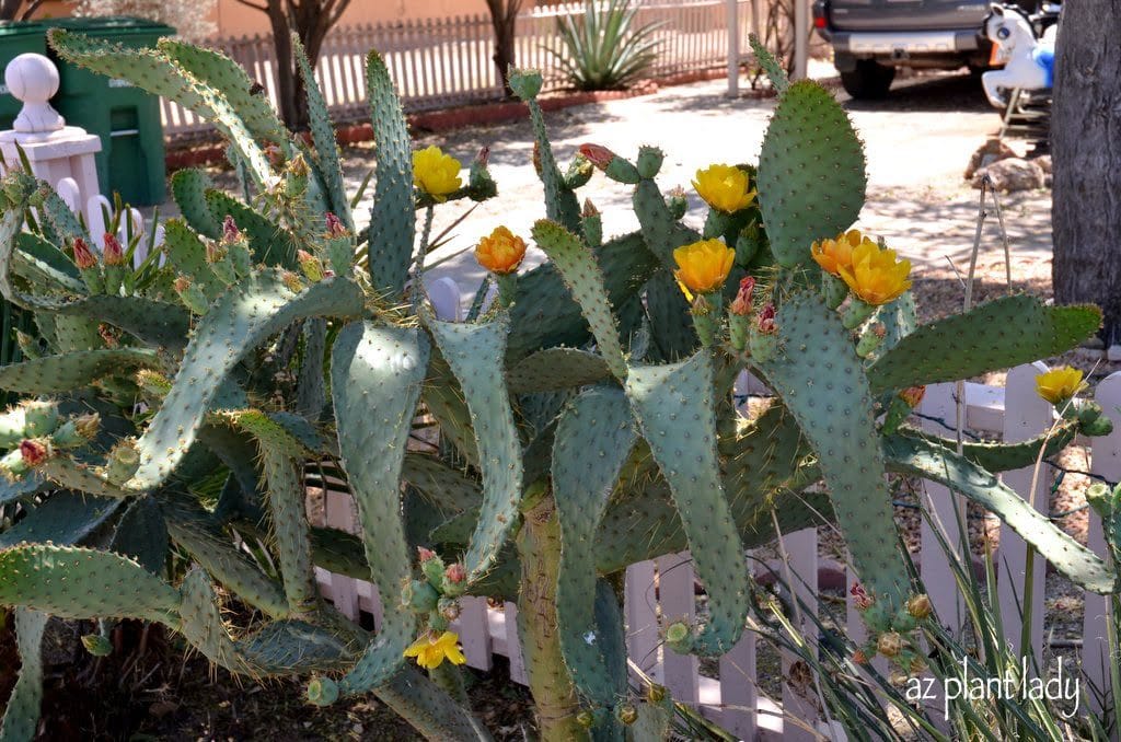 Cow's Tongue Prickly Pear (Opuntia engelmannii)
