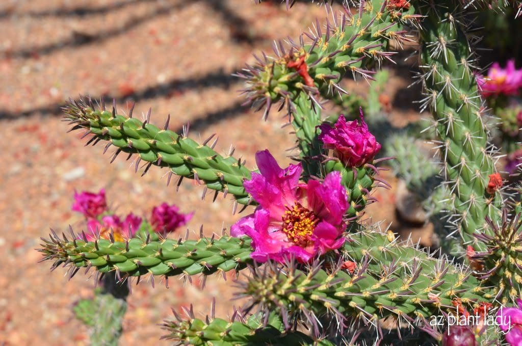 Coastal Cholla (Cylindropuntia prolifera)