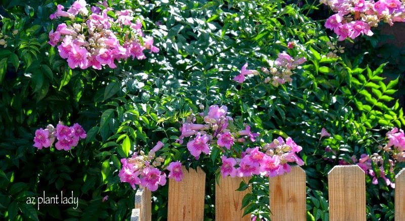 Pink Trumpet Vine (Podranea ricasoliana)