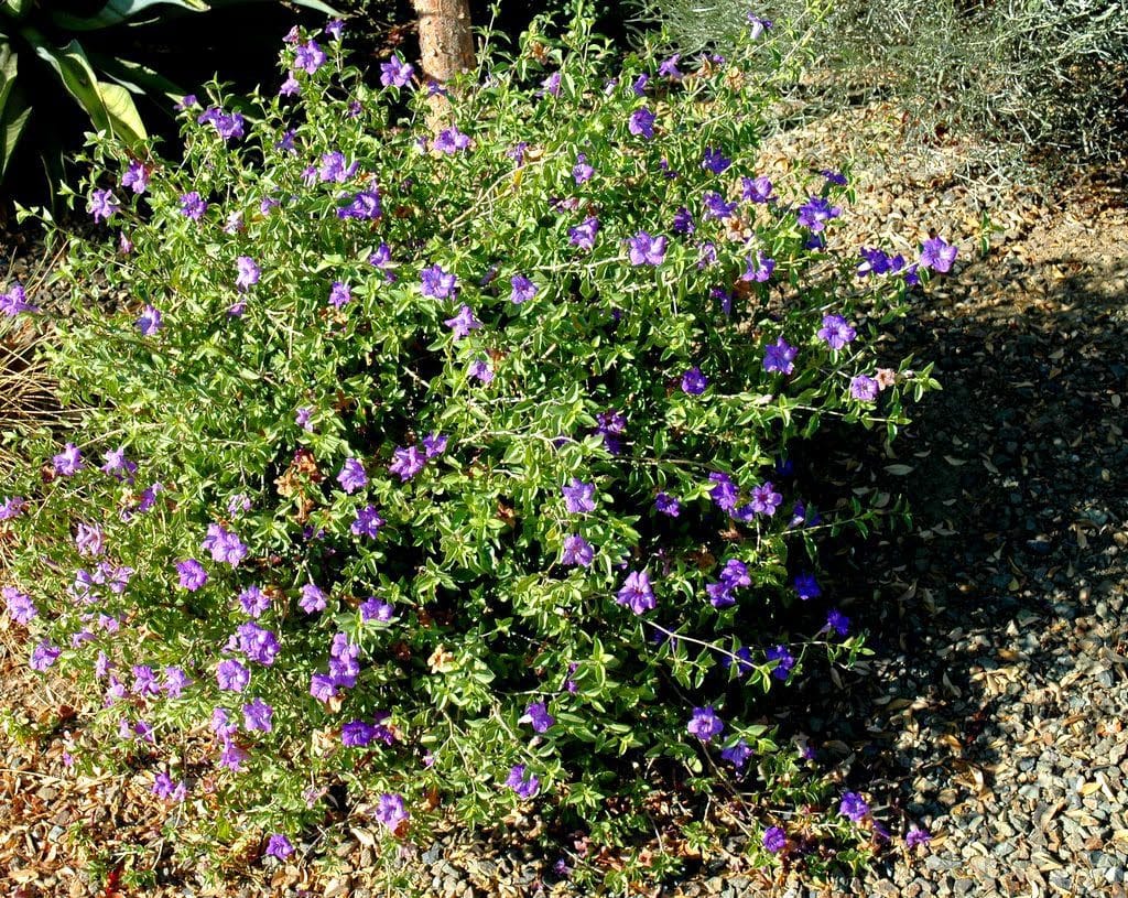 Desert Ruellia (Ruellia peninsularis)