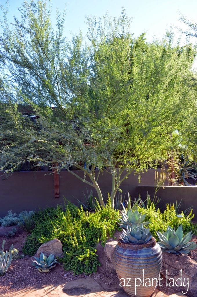 low-maintenance desert landscape