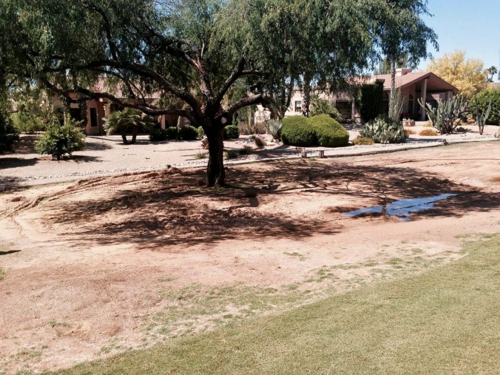 drought-tolerant landscape