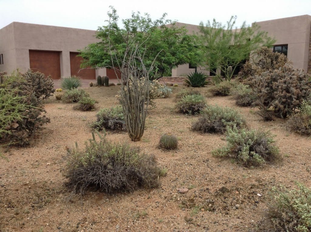 Example of bursage use in a natural desert landscape planting