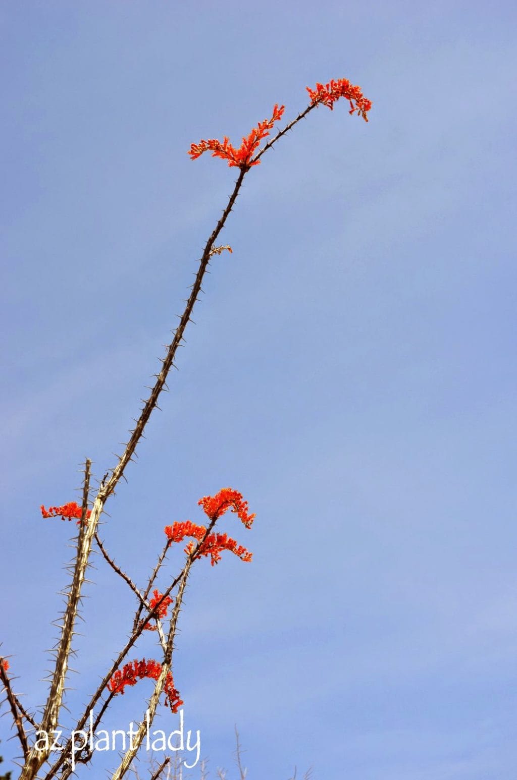 vermillion-colored flowers