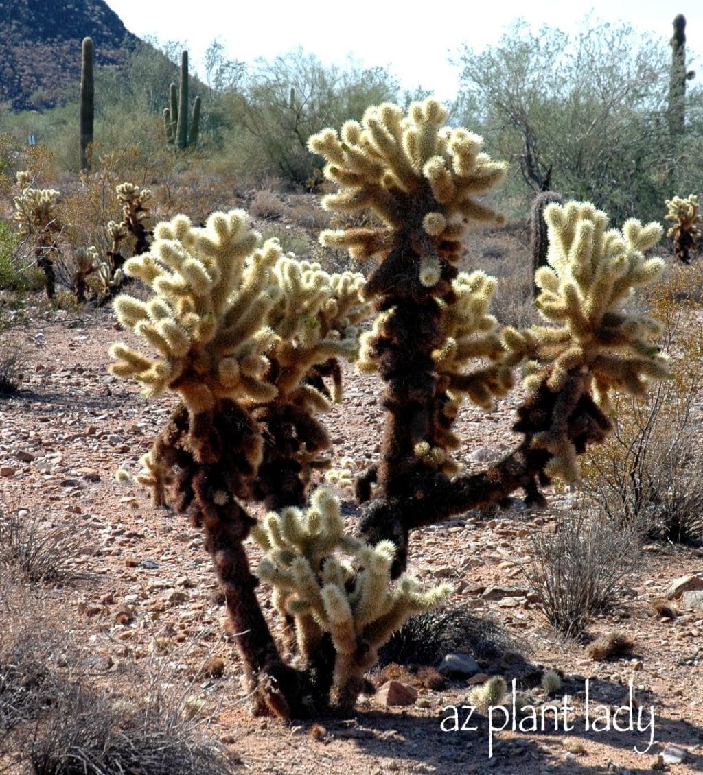  Prickly pear 