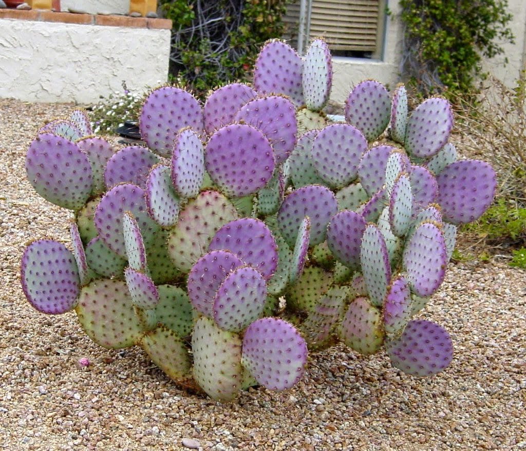 Santa-Rita Purple Prickly Pear (Opuntia santa-rita)