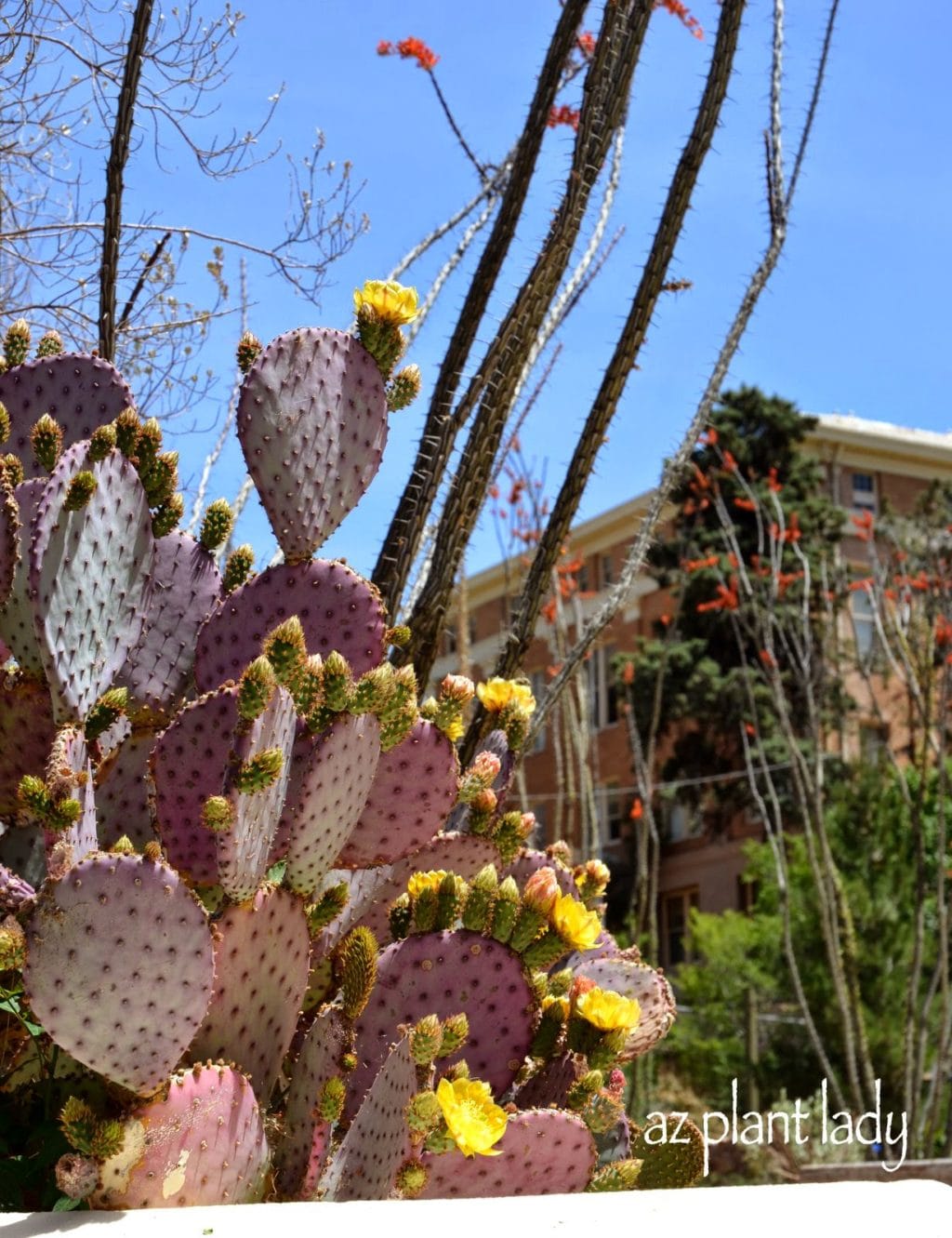 The Gardens of Bisbee