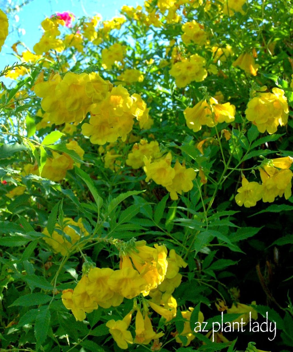 yellow-flowering shrub