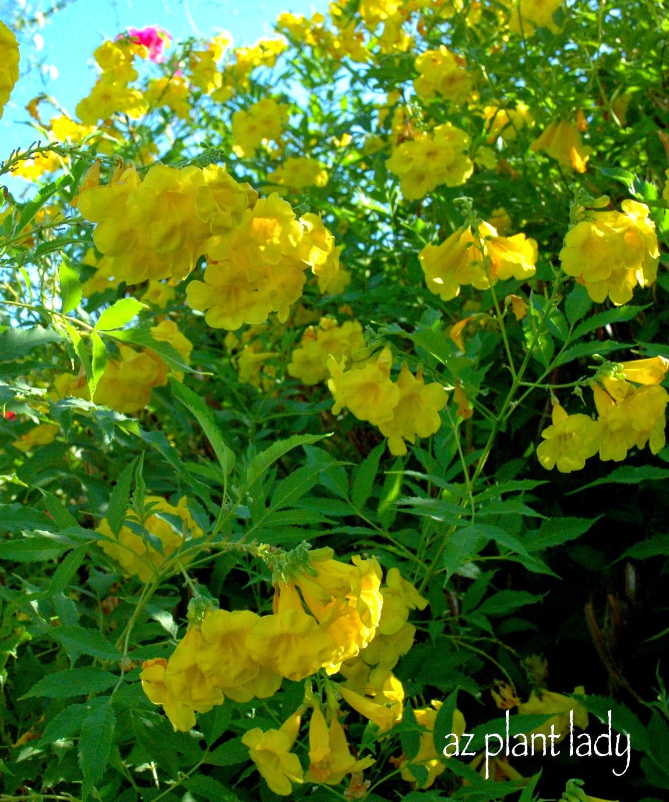 Yellow Flowering Shrub