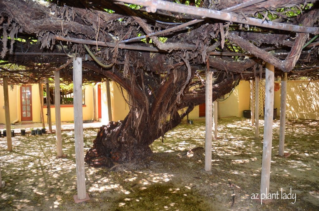 shady underneath World's Largest Rosebush 