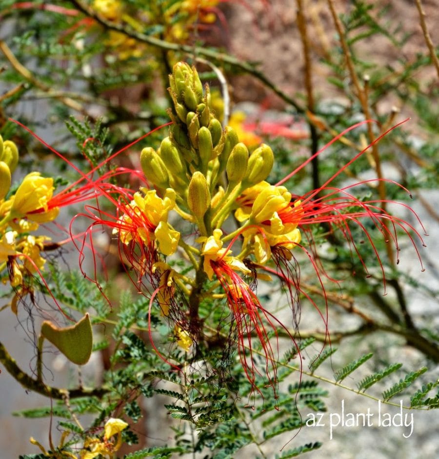 yellow bird of paradise