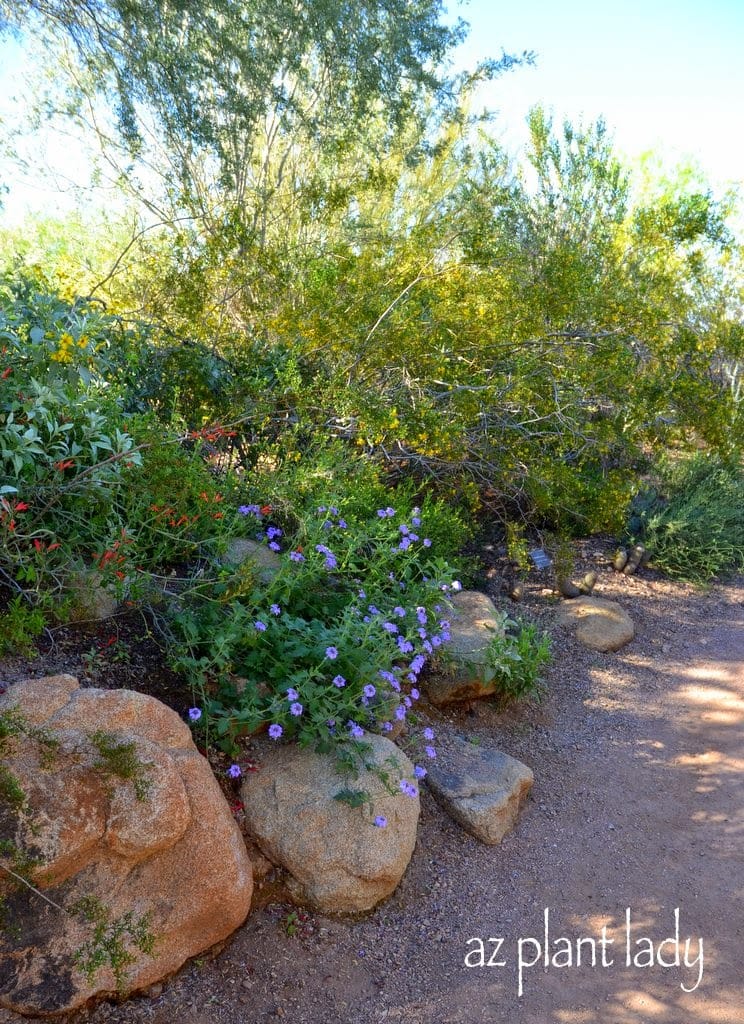 Goodding's verbena, chuparosa and brittlebush blooming with creosote bush in the background.