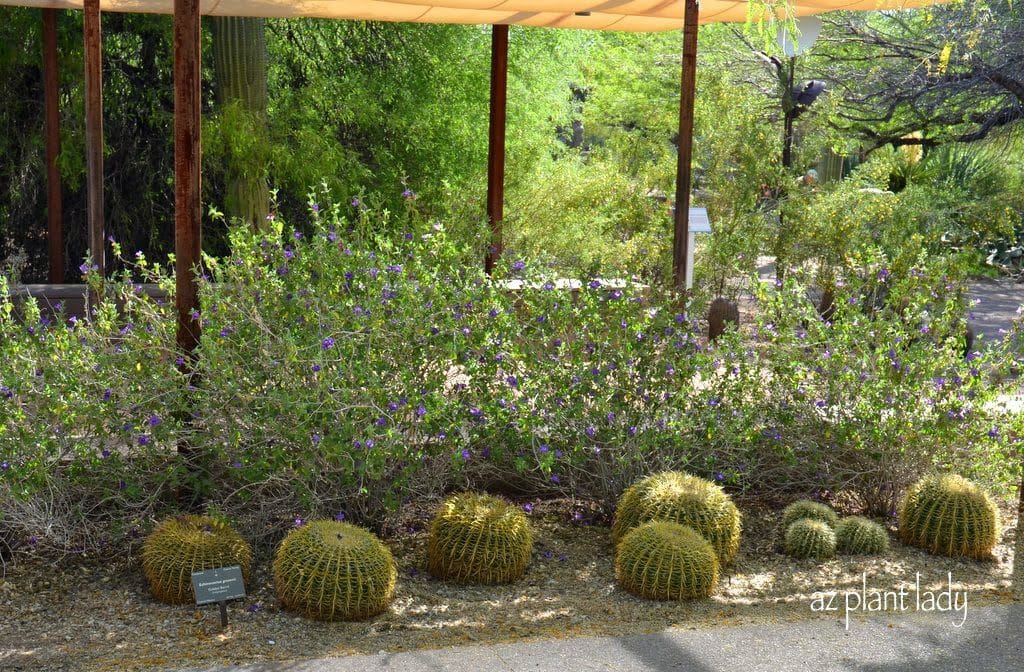 Desert ruellia provides an attractive background for golden barrel cacti.  This area needs to be pruned once every 2 years