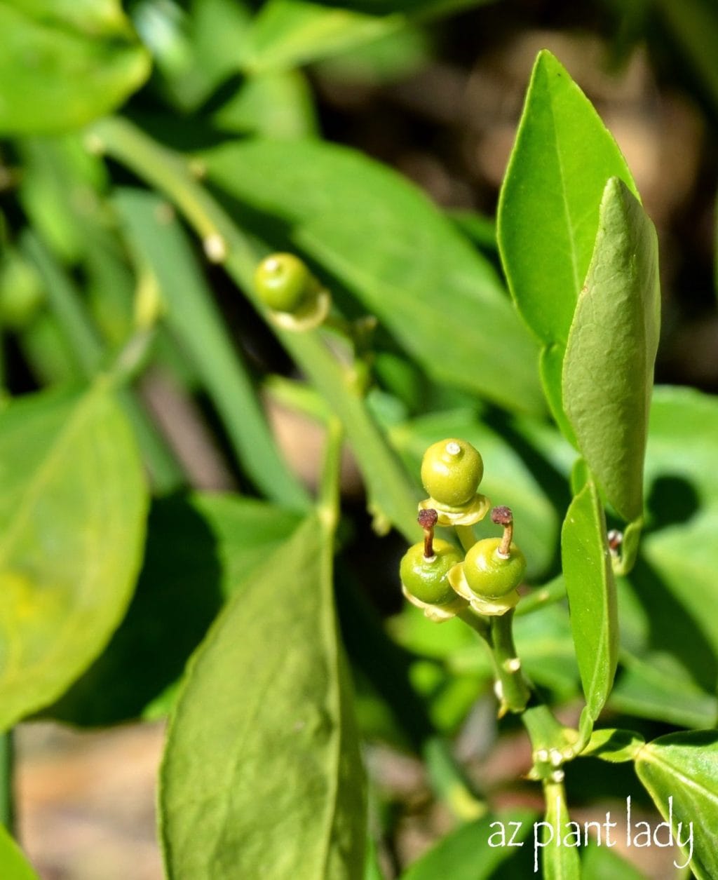 Citrus Trees Dropping Tiny, Green Fruit