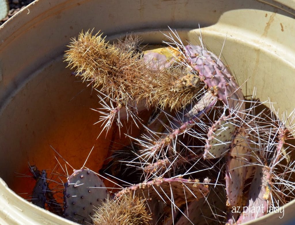  Prickly pear 