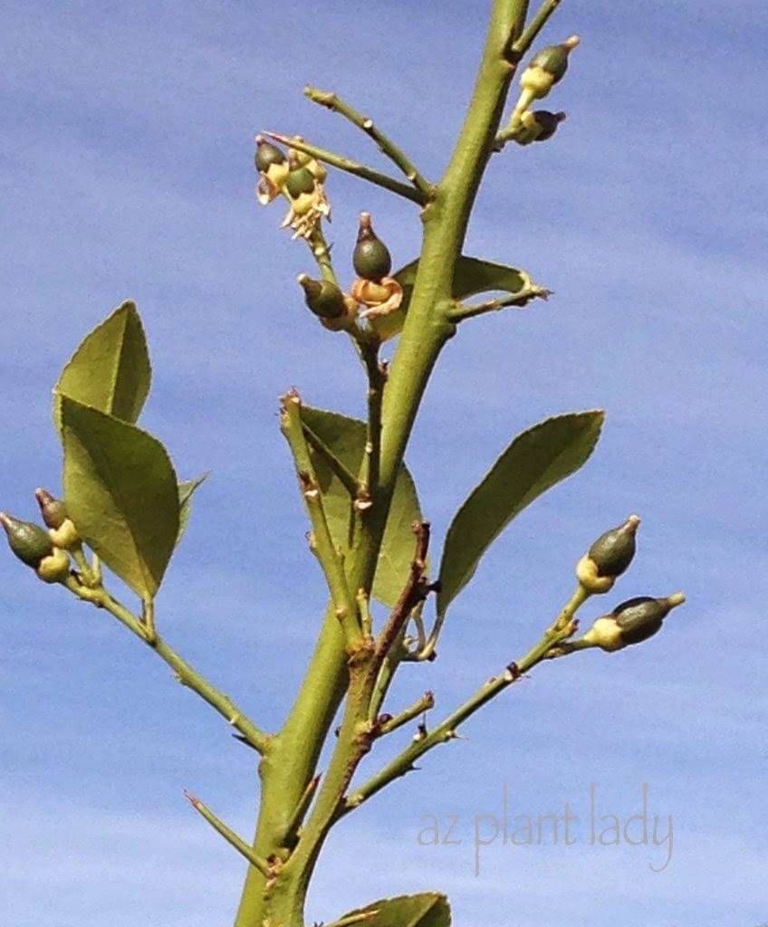 Citrus Trees Dropping Tiny, Green Fruit