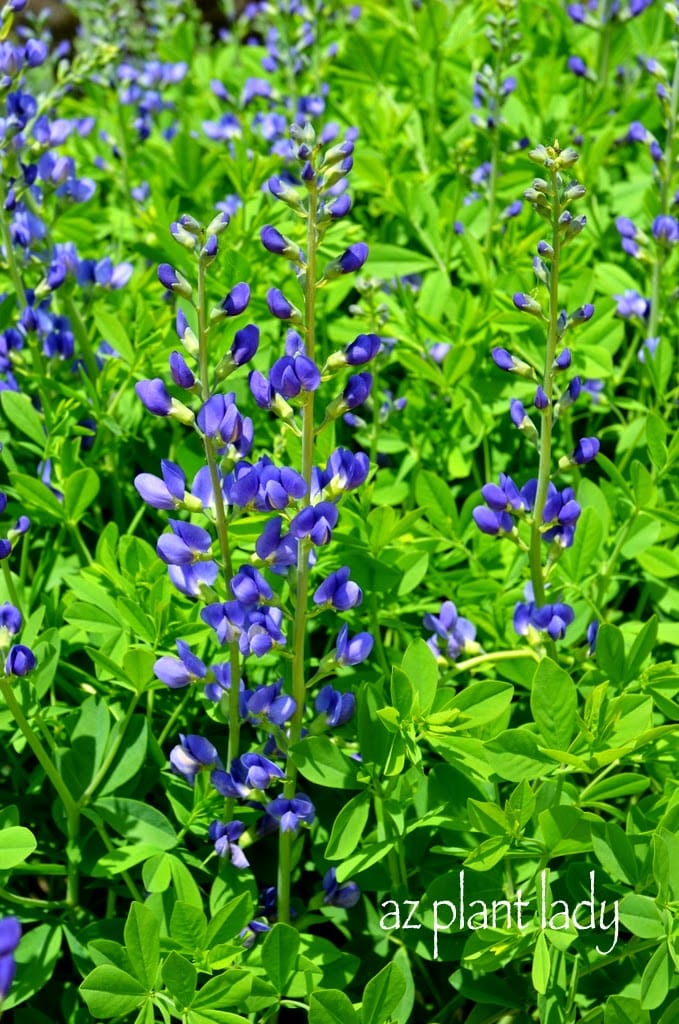 False Indigo (Baptisia australis)