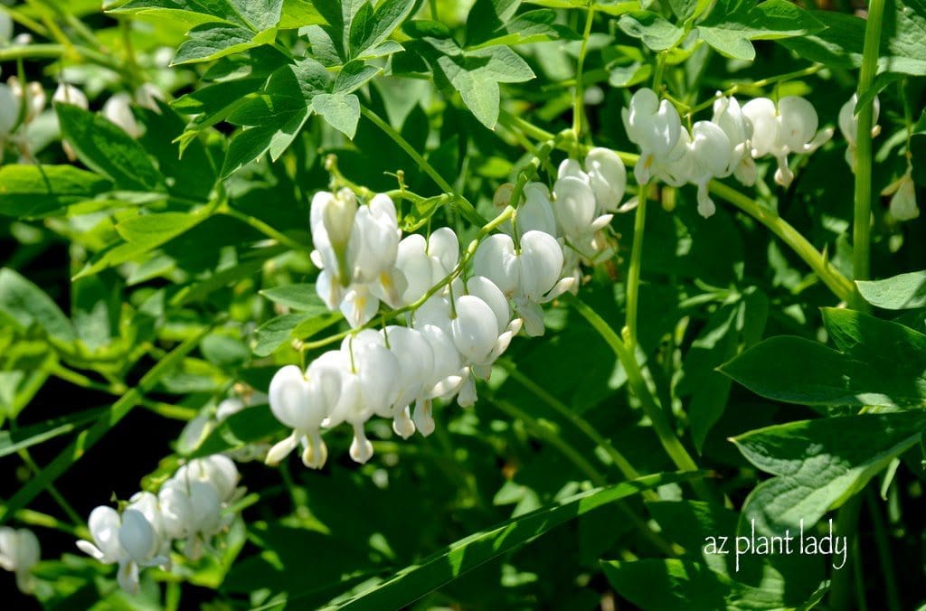 Bleeding Hearts