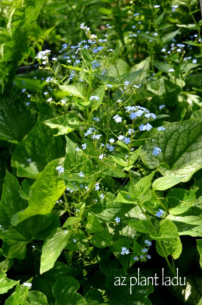 Blue Forget-Me-Nots