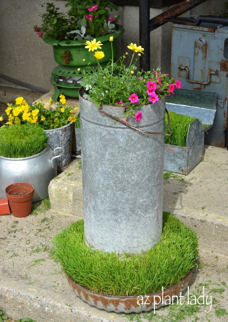 dish planted with real grass