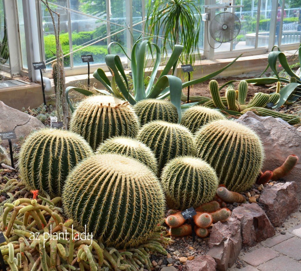 golden barrel cacti