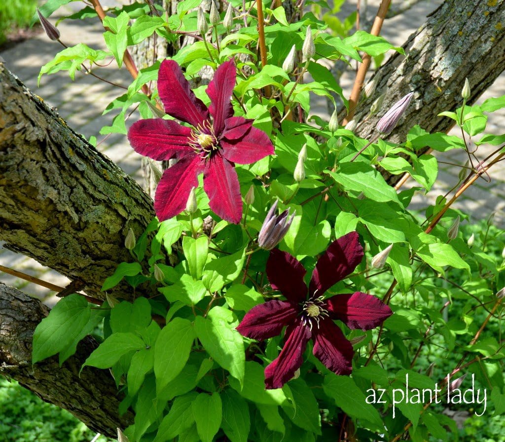 Olbrich Botanical Gardens