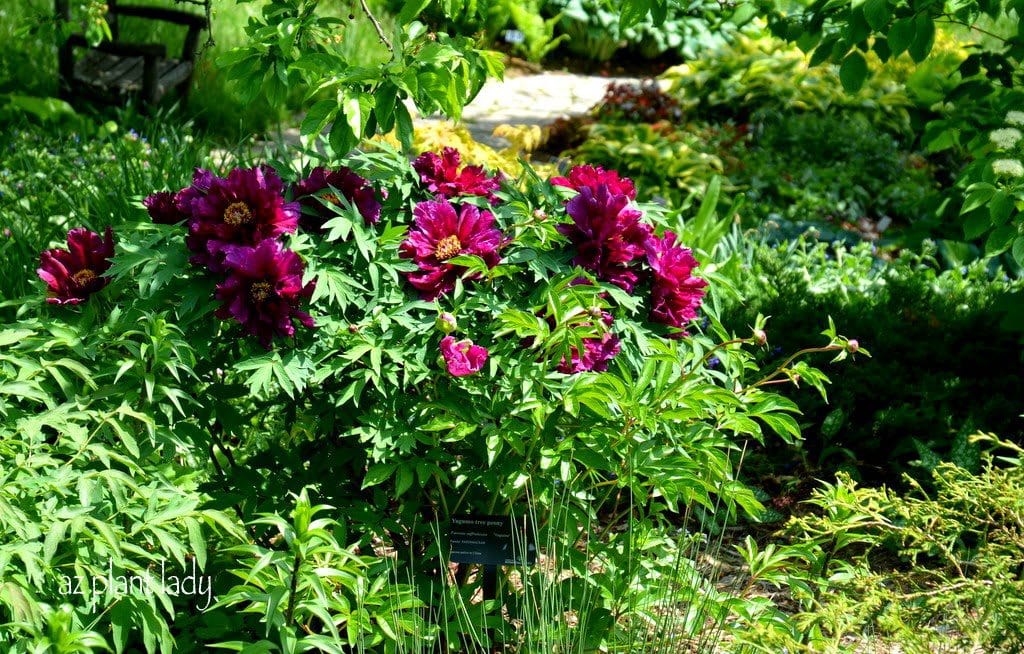 Maroon Peonies