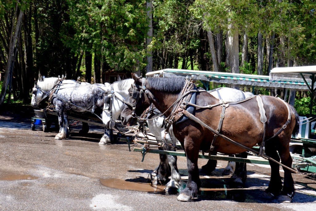 Clydesdale horses