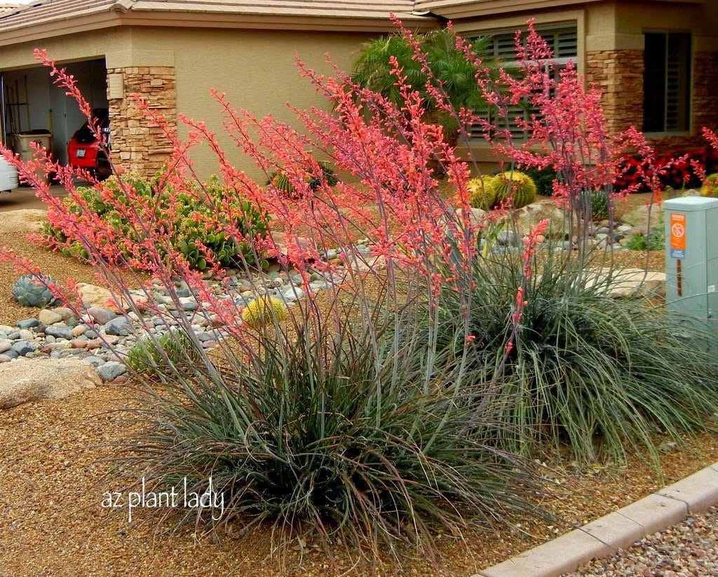 red yucca (Hesperaloe parvifolia)