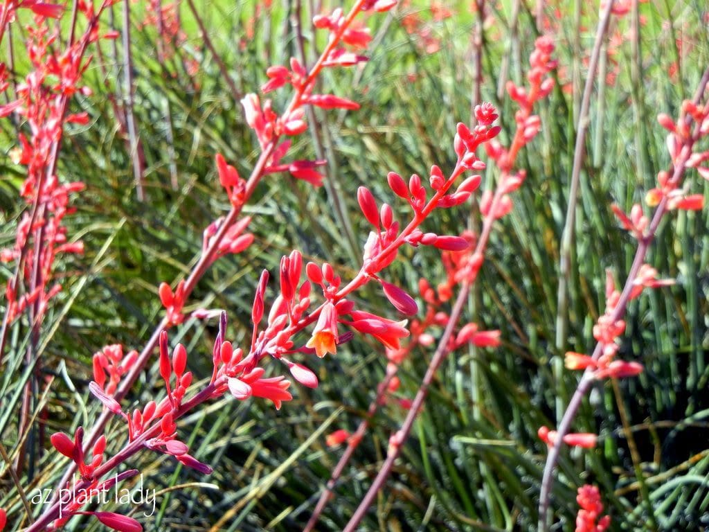 red yucca