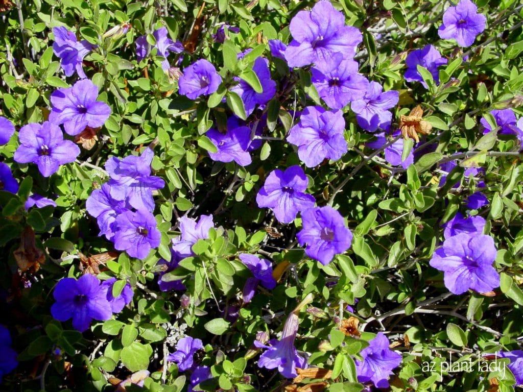 desert ruellia