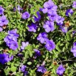 Ruellia-peninsularis-close-up-2