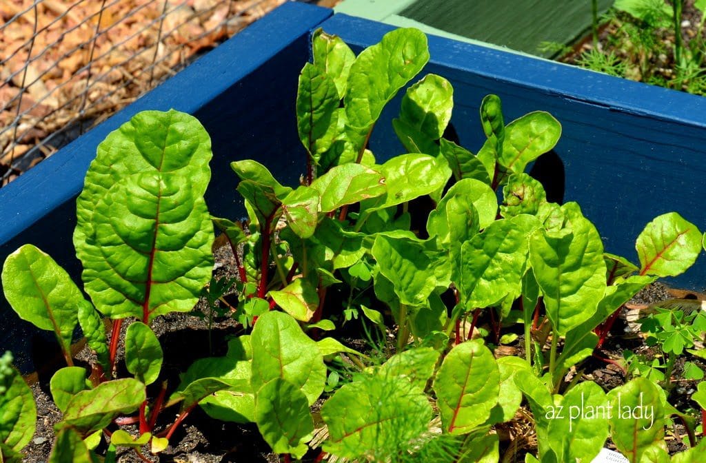 Swiss chard