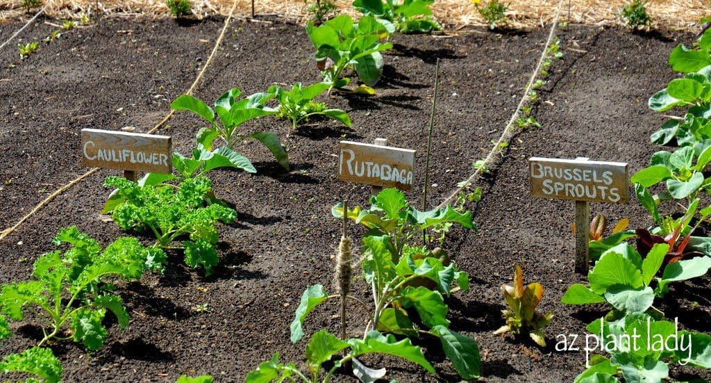 vegetable garden