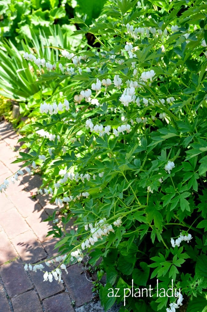 White Bleeding Hearts