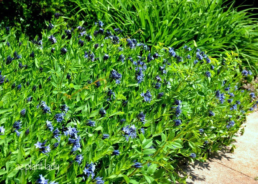 Willow Amsonia (Amsonia tabernaemontana)