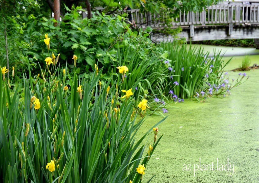 Japanese iris